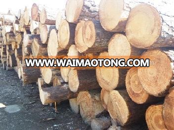 Southern Yellow Pine Logs 20 cm and up, 25 cm and up