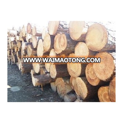 Southern Yellow Pine Logs 20 cm and up, 25 cm and up